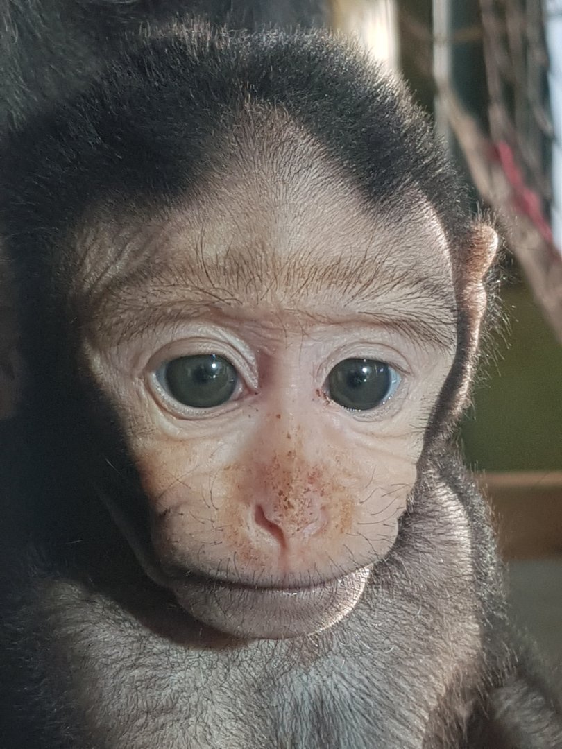Young sulawesi macaque