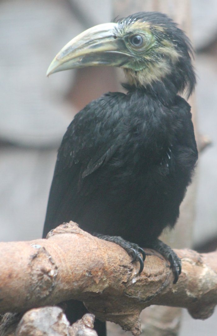 Young Sulawesi tarictic hornbill