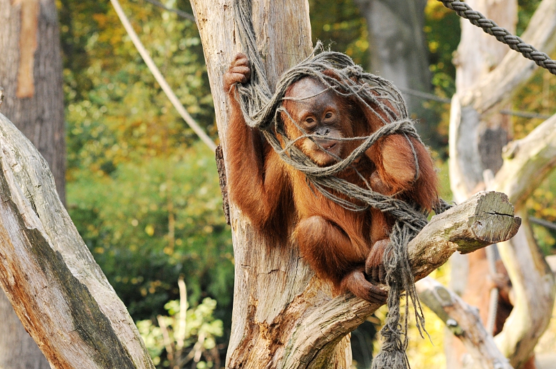 Young Sumatran Orang-Utan at Dortmund