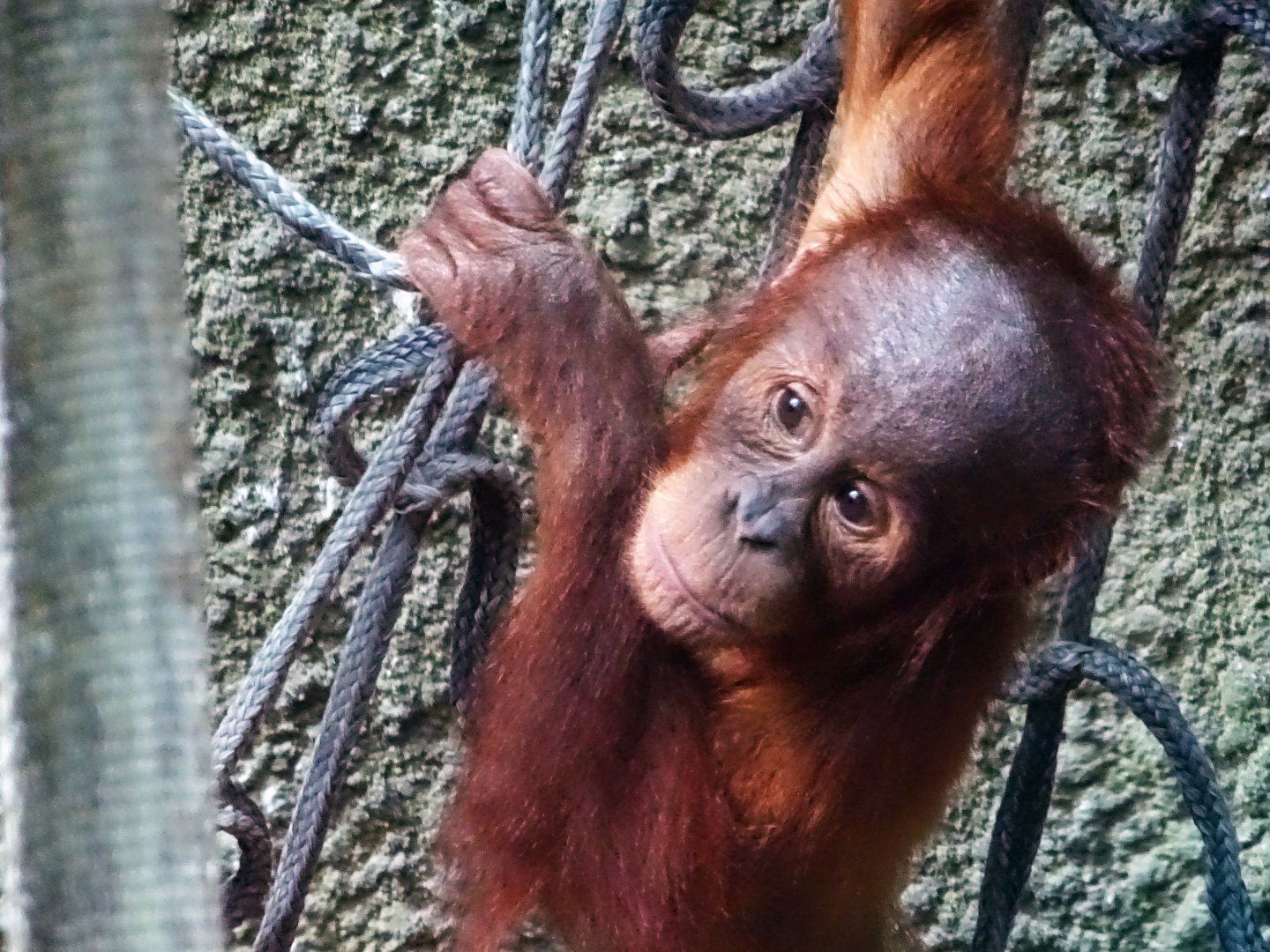 Young Sumatran Orang-Utan, July 2019