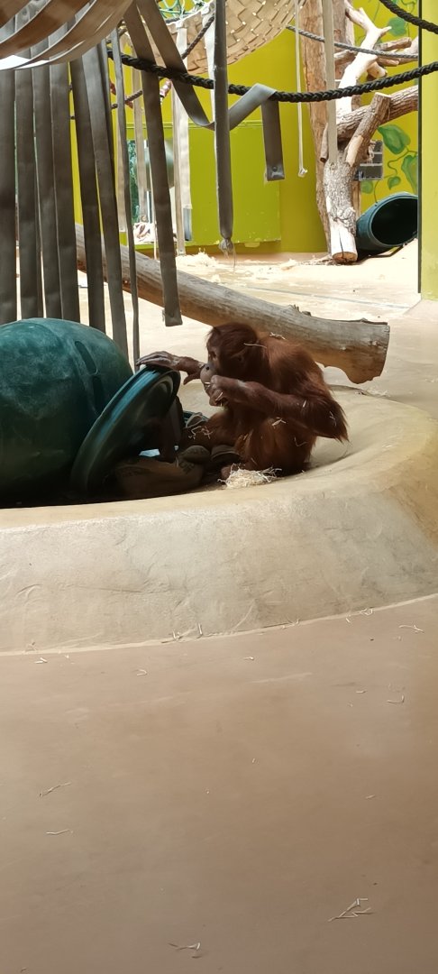 Young Sumatran Orang Utan
