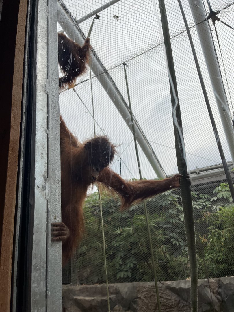 Young Sumatran orangutan 29.6.24