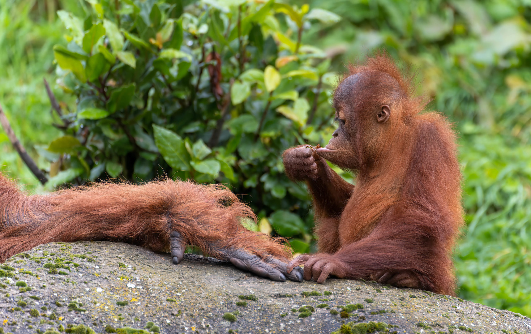 Young Sumatran orangutan, Chester, UK