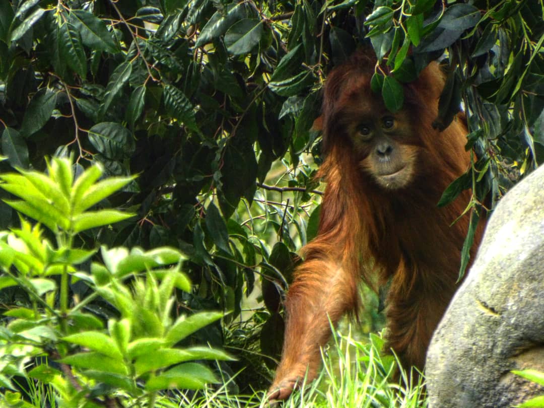 Young Sumatran Orangutan - Chester Zoo