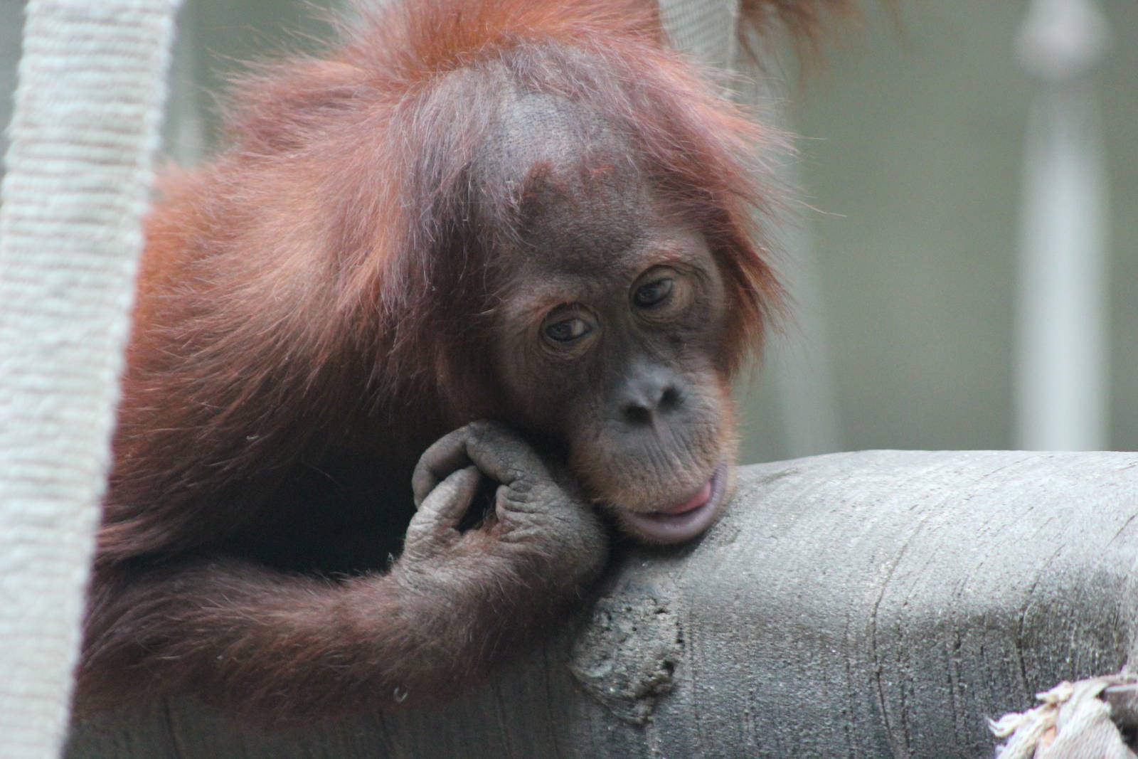 Young Sumatran orangutan