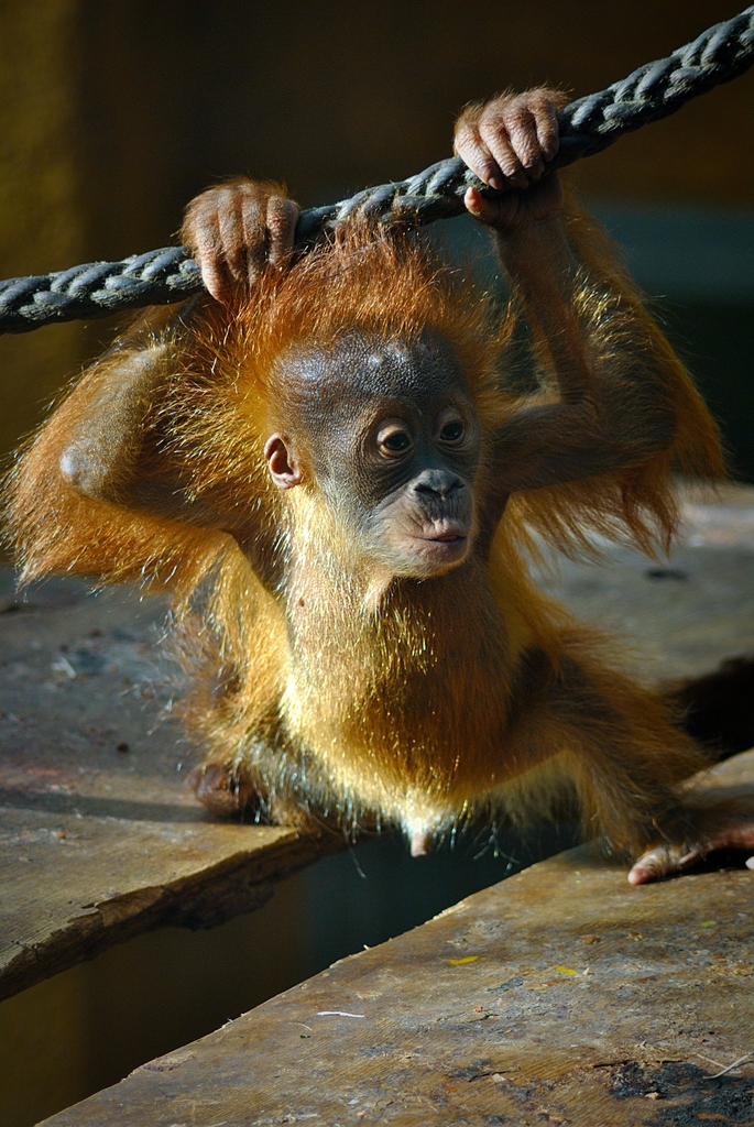 Young sumatran orangutan