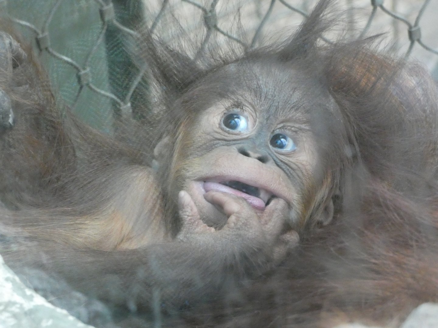 Young Sumatran Orangutan