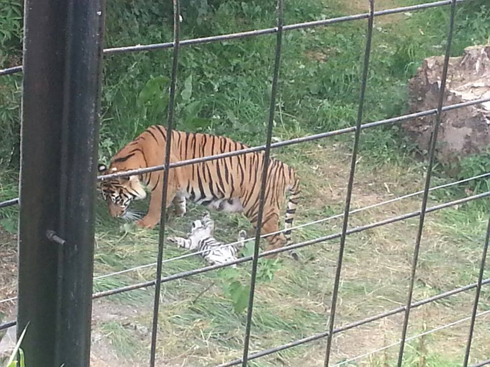 Young sumatran tiger cub and mother 22/7/13