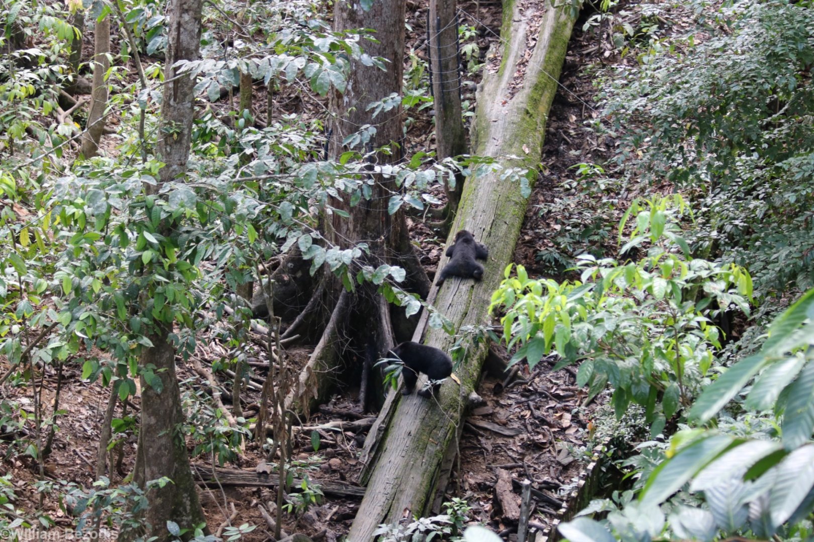 Young Sun Bears on a Log