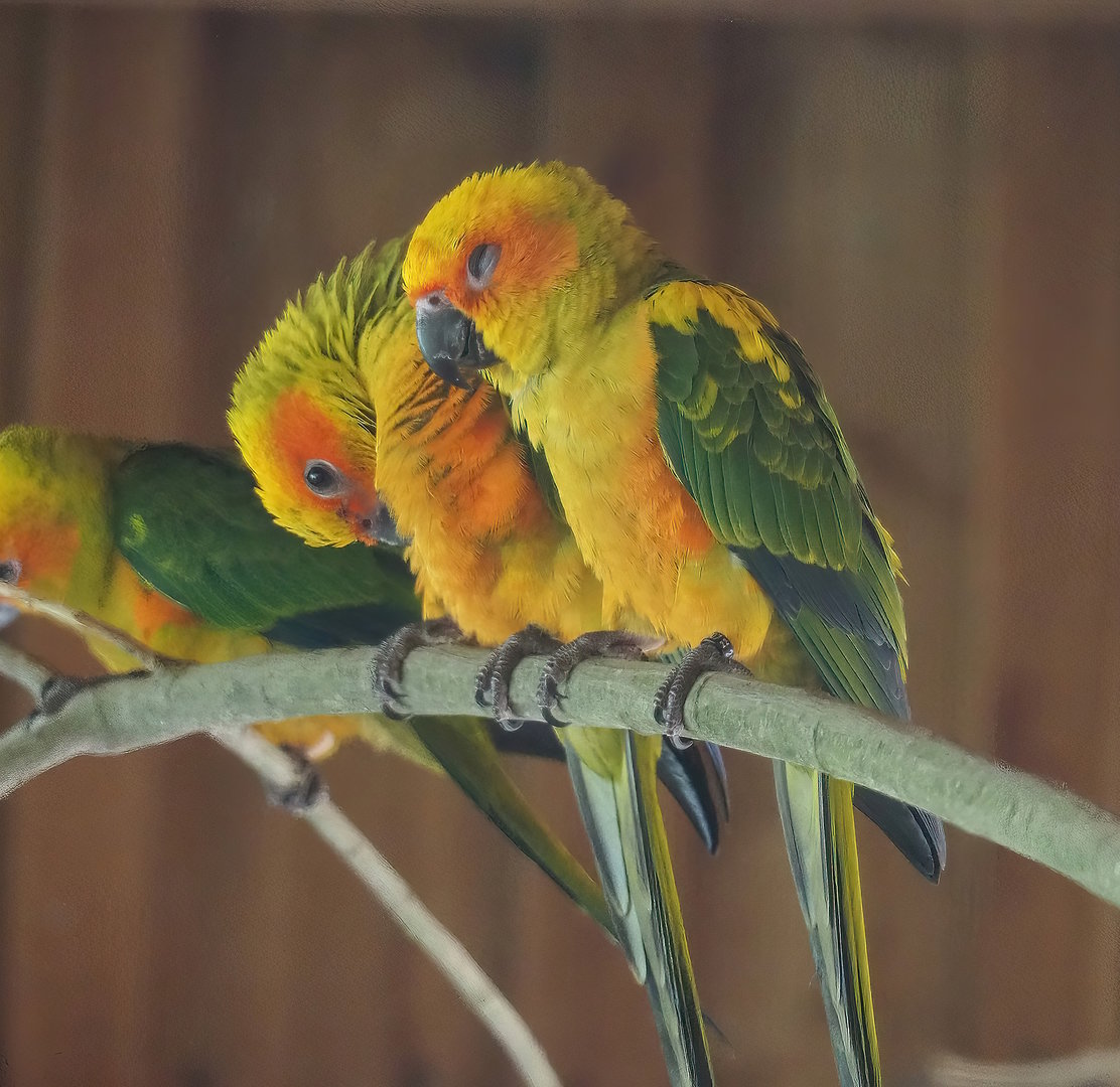 Young Sun conures (Aratinga solstitialis), 2022-08-20