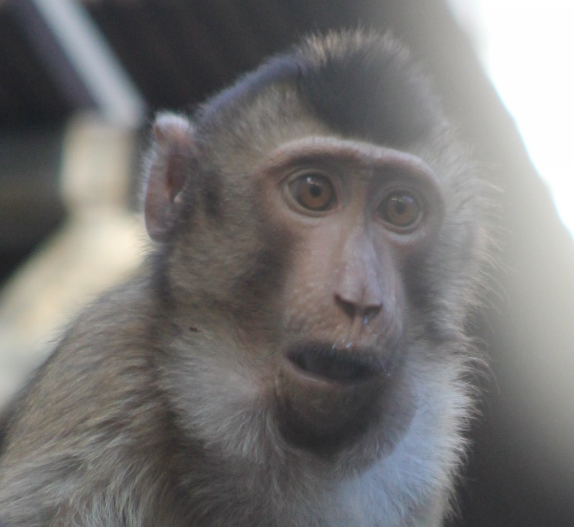 Young Sunda pig-tailed macaque