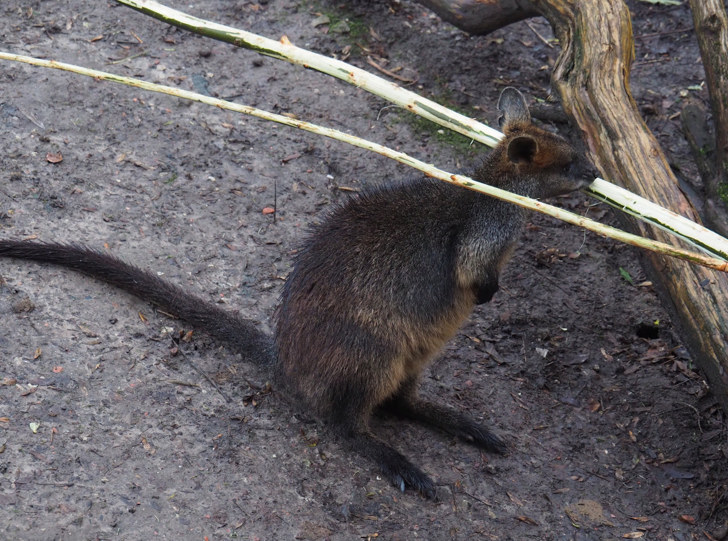 Young Swamp wallaby (Wallabia bicolor), 2024-01-01