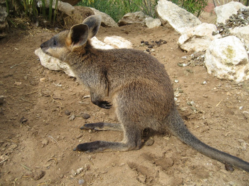 young Swamp Wallaby