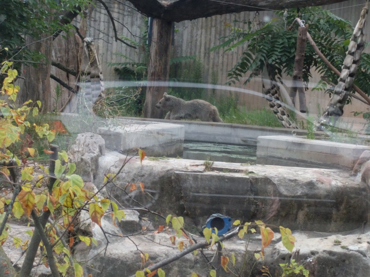 Young Syrian Brown Bear Cub Merle
