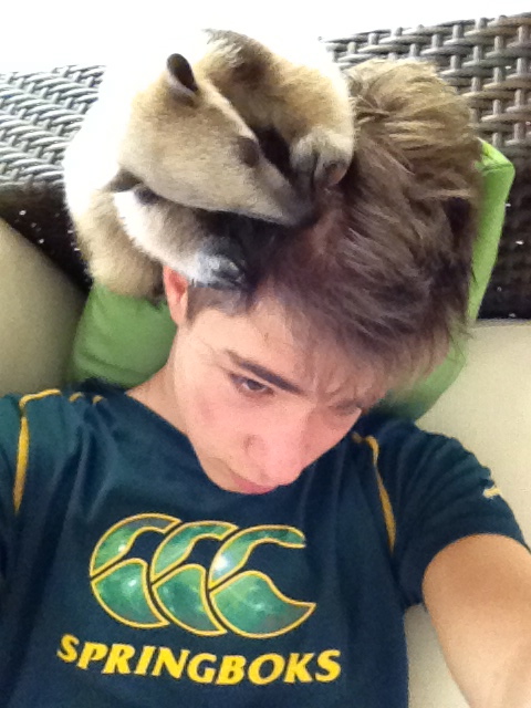 Young tamandua with her carer