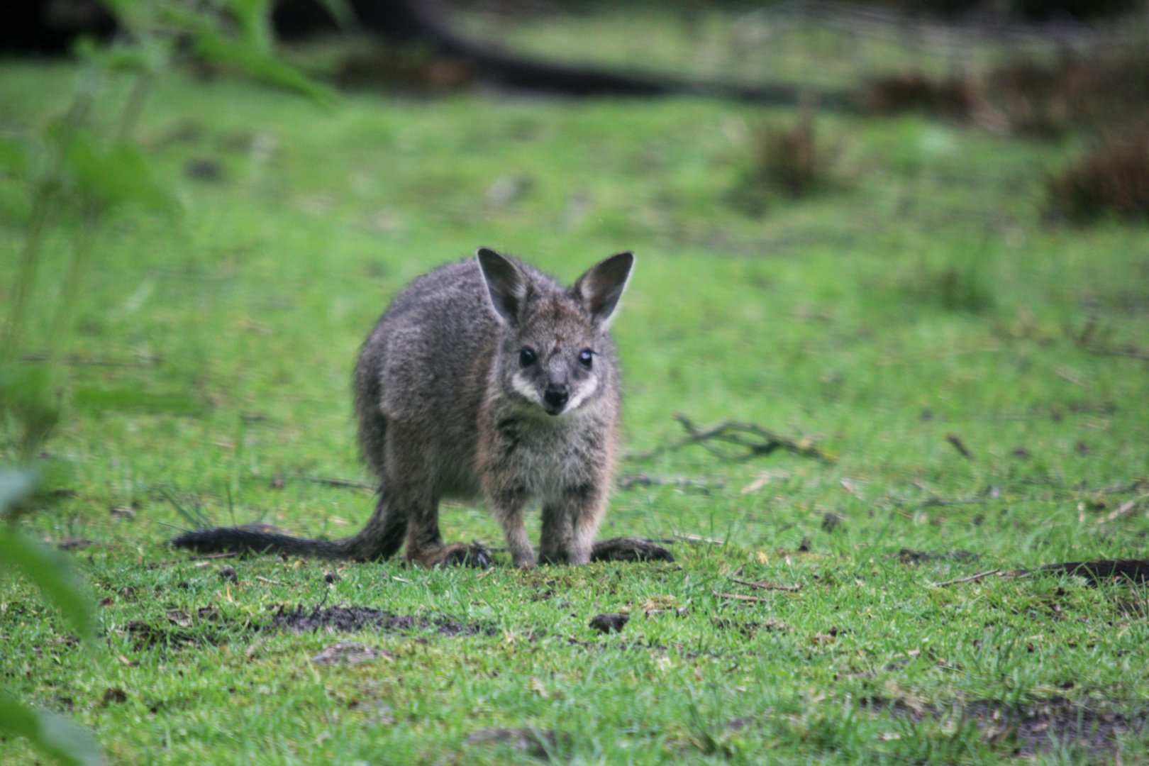 young Tammar wallaby (Macropus eugenii).