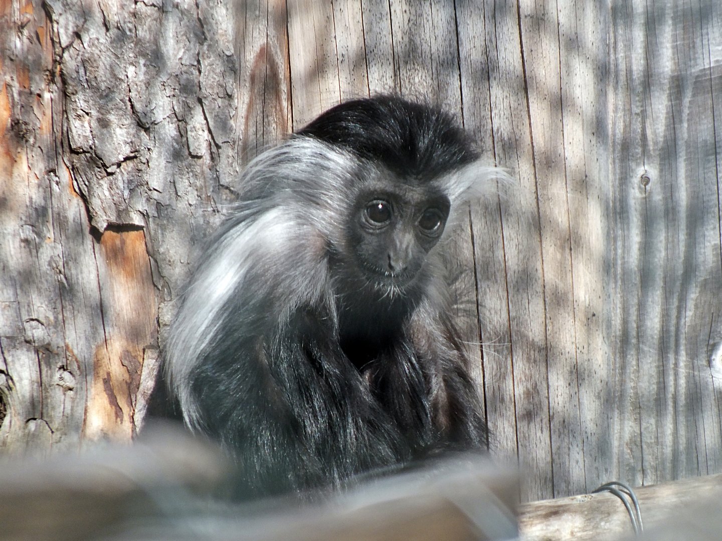 Young Tanzanian black-and-white colobus