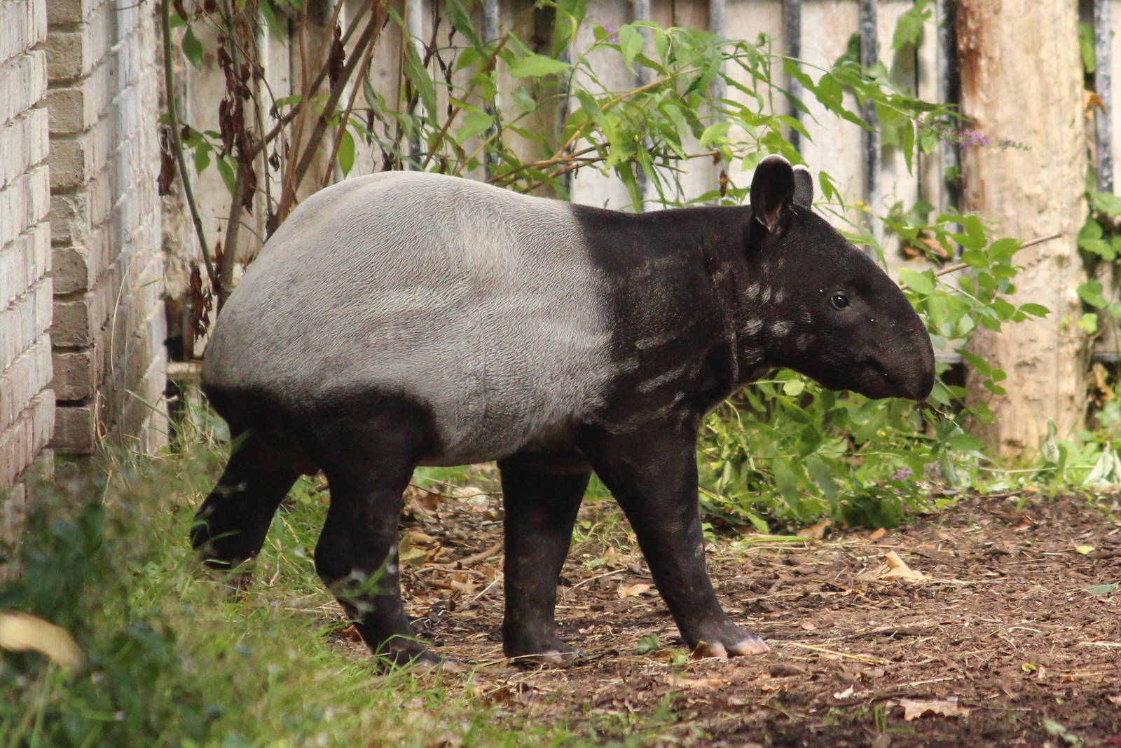 Young tapir August 2013