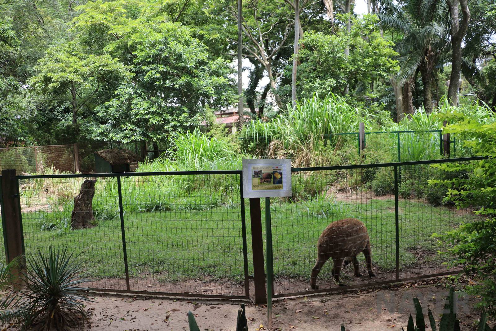 Young tapir in enclosure, March 2016