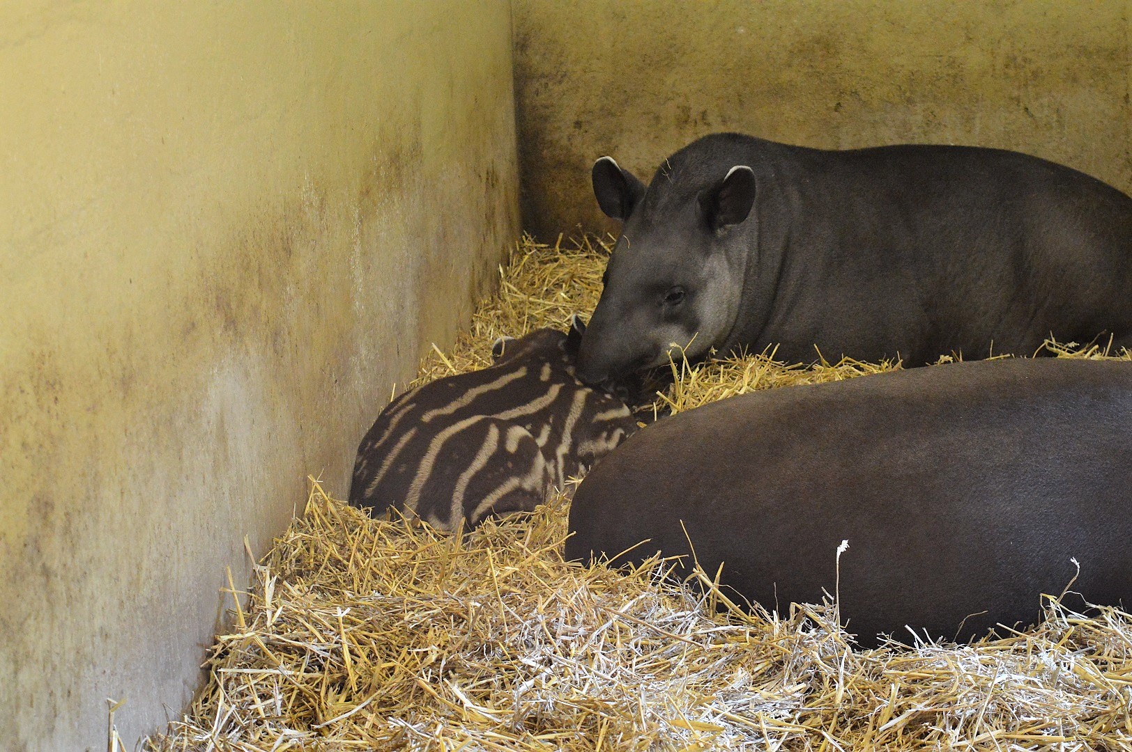 Young tapir