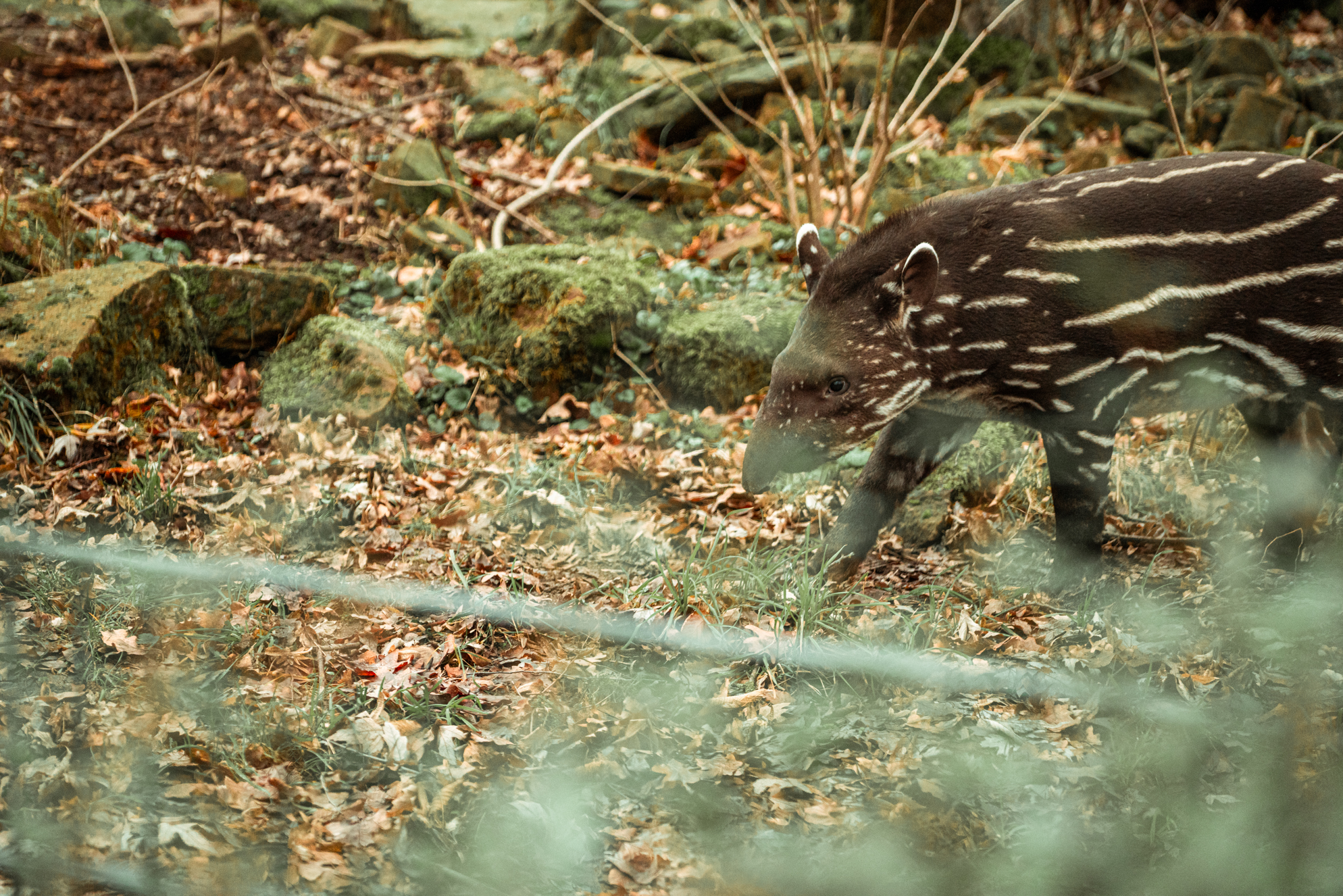 Young tapir