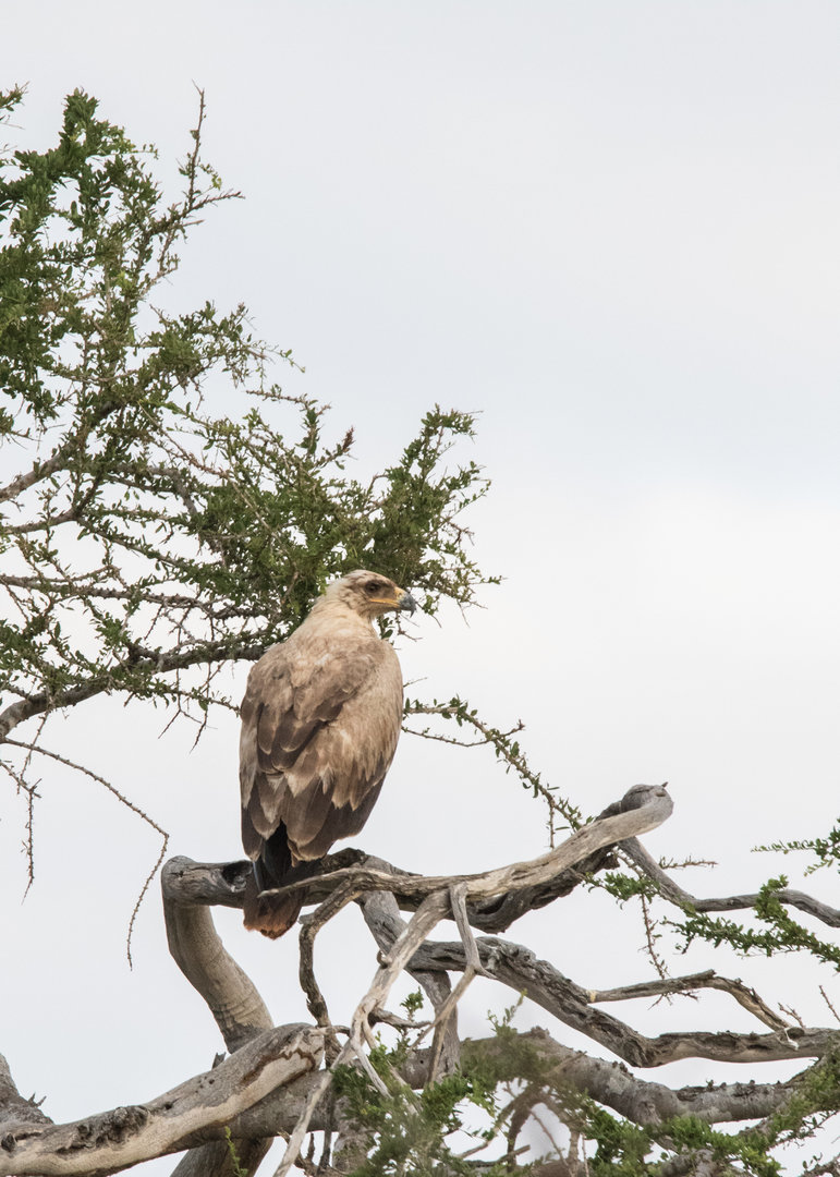 Young Tawny Eagle?