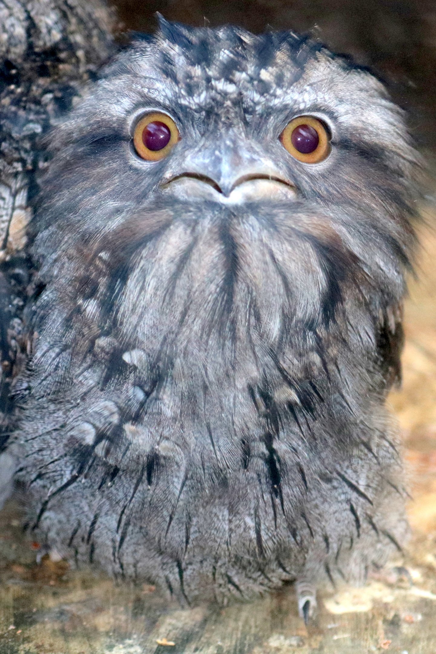 Young tawny frogmouth; Birdworld; 10th October 2019