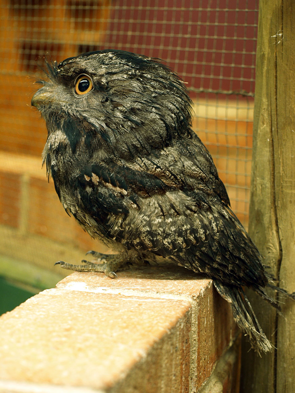 Young Tawny Frogmouth