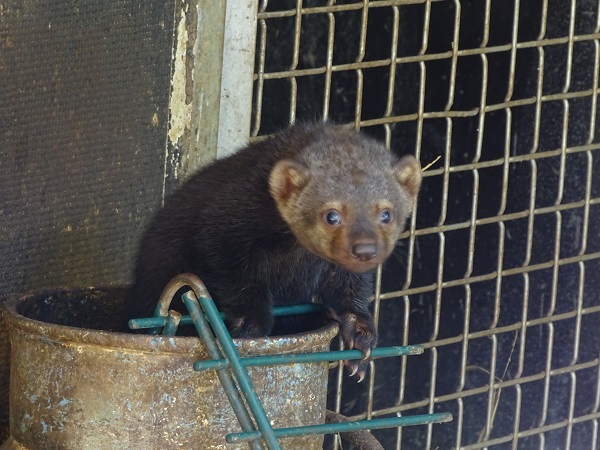 Young Tayra (july 2020)