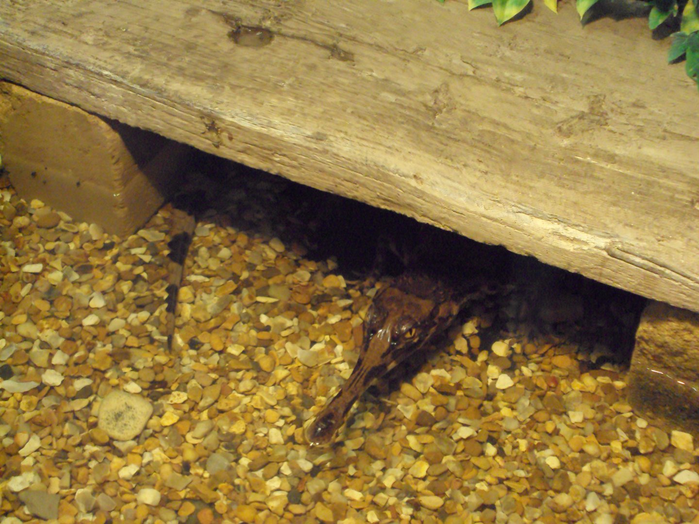 Young Thomistoma 31/10/2019