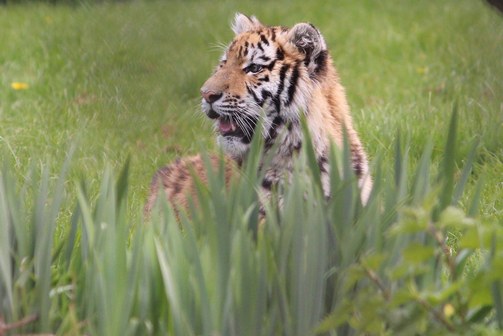 Young tiger, May 2013