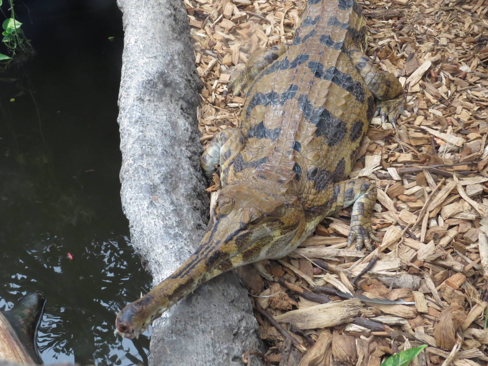 Young tomistoma, June 2015.