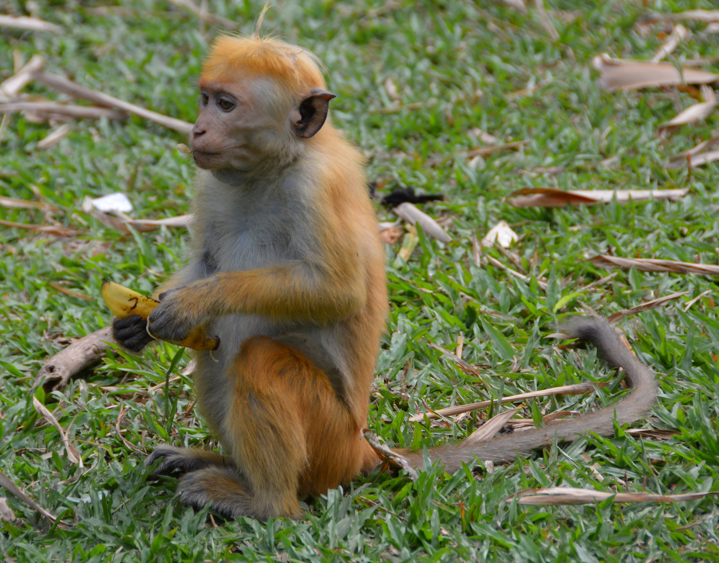 Young toque macaque