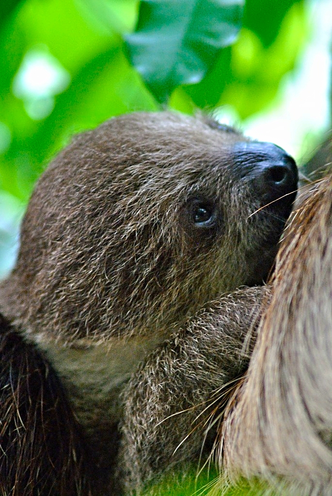 Young two-toed sloth