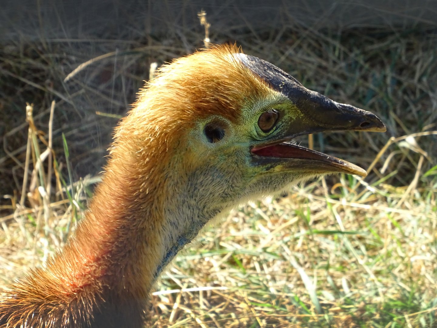Young Two-Wattled Cassowary