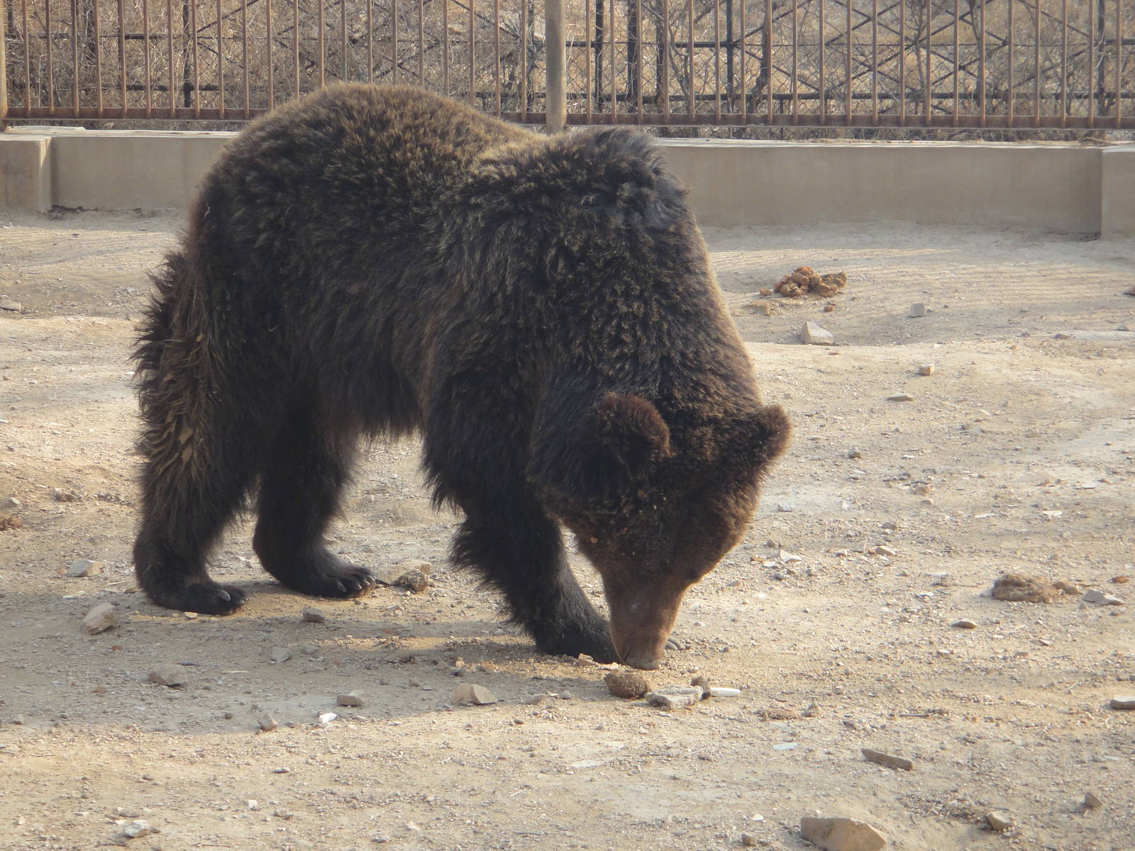 Young ussuri brown bear (Ursus arctos lasiotus)