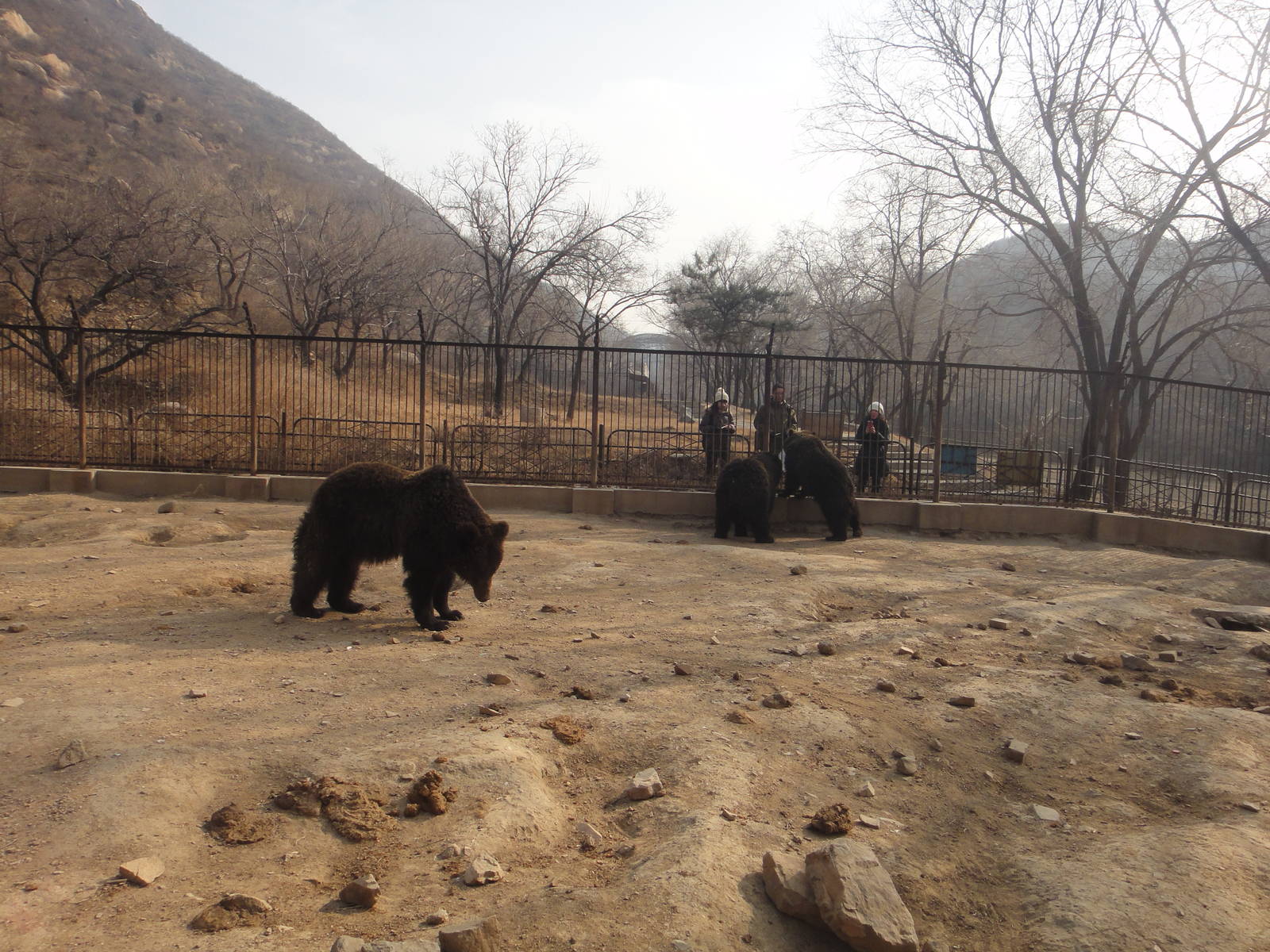 Young ussuri brown bears (Ursus arctos lasiotus)