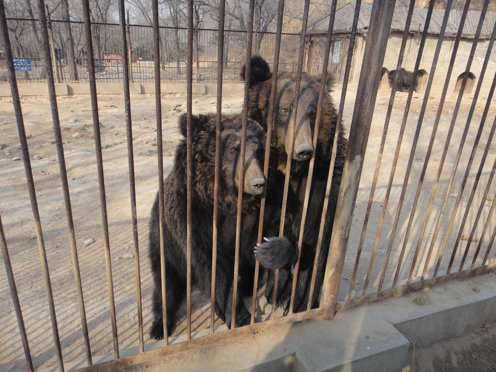 Young ussuri brown bears (Ursus arctos lasiotus)