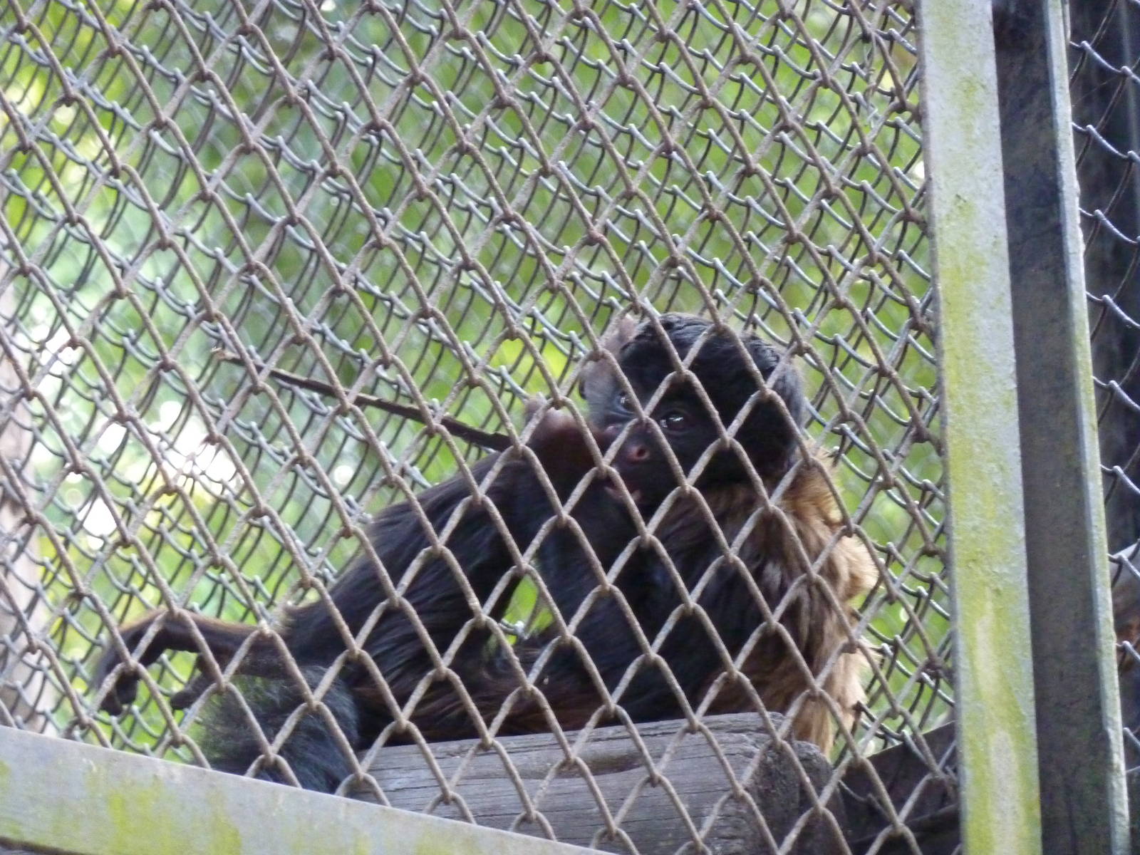 Young Uta Hick's bearded saki