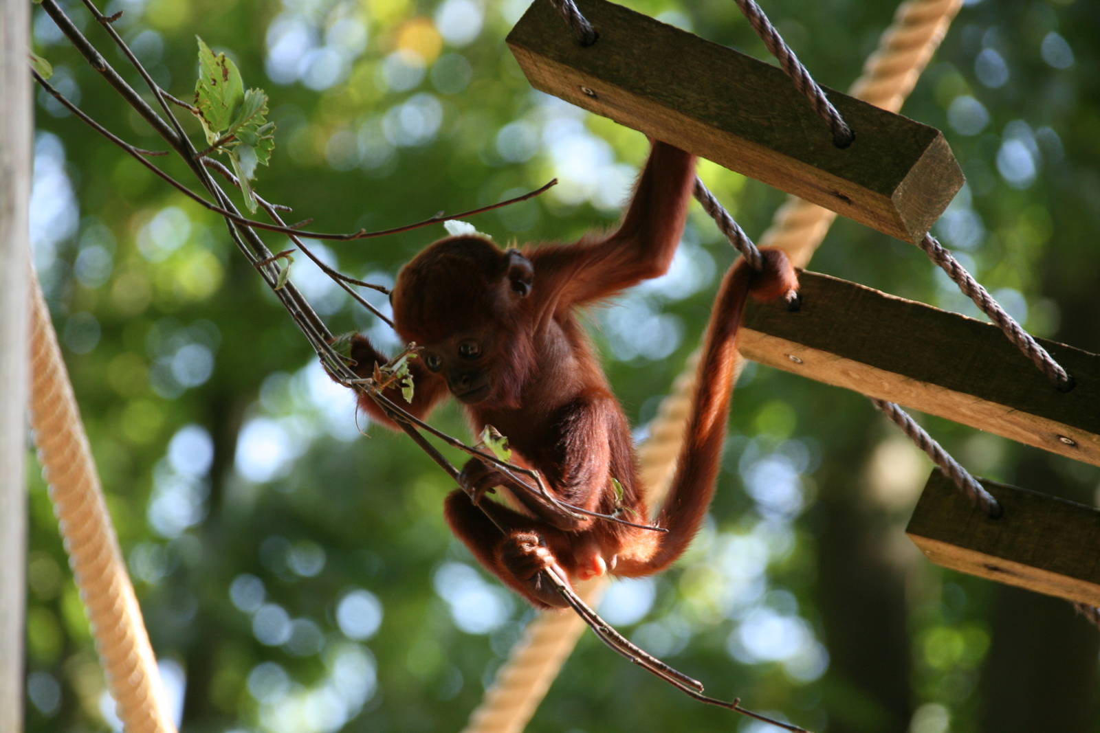 young Venezuelan red howler