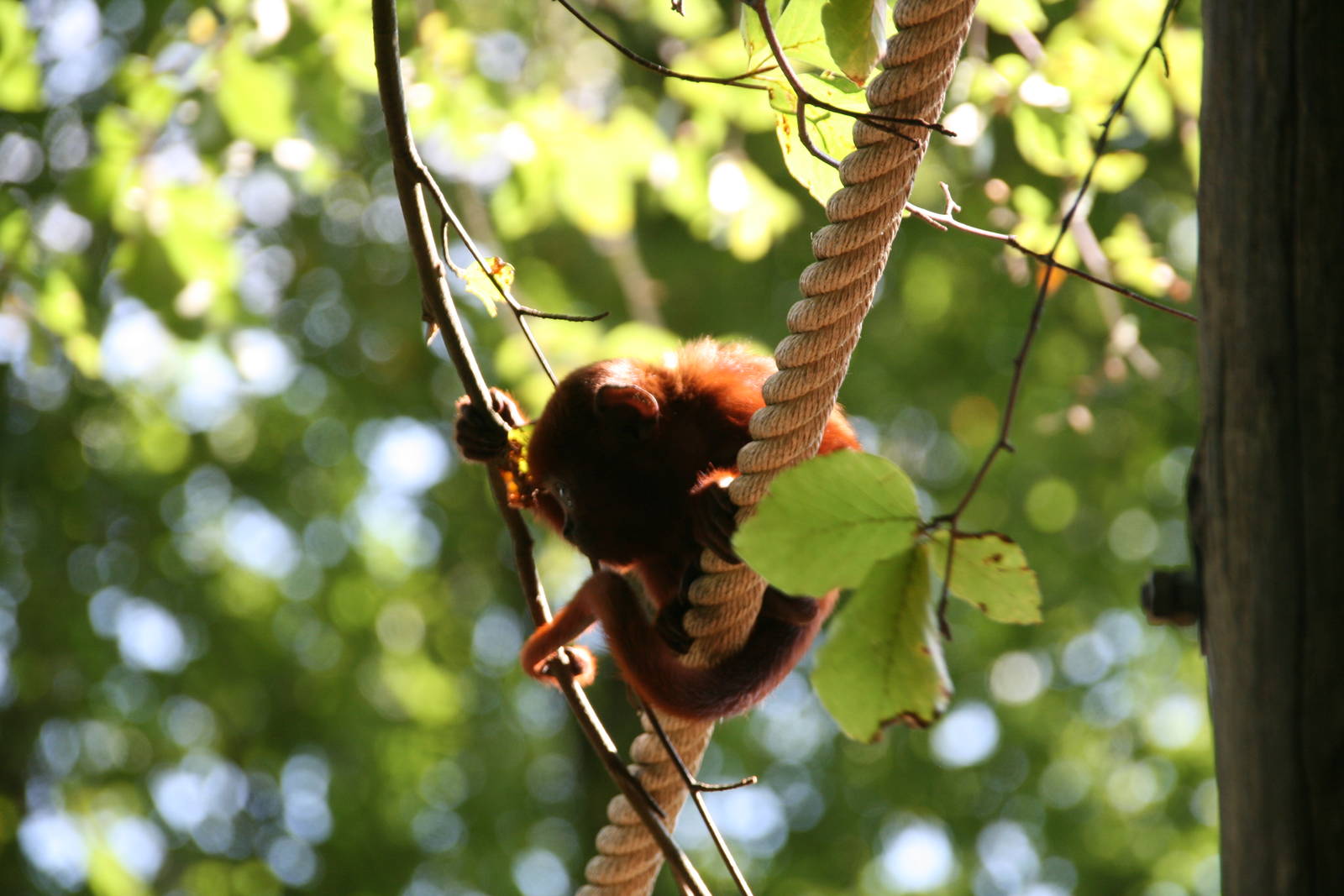young Venezuelan red howler