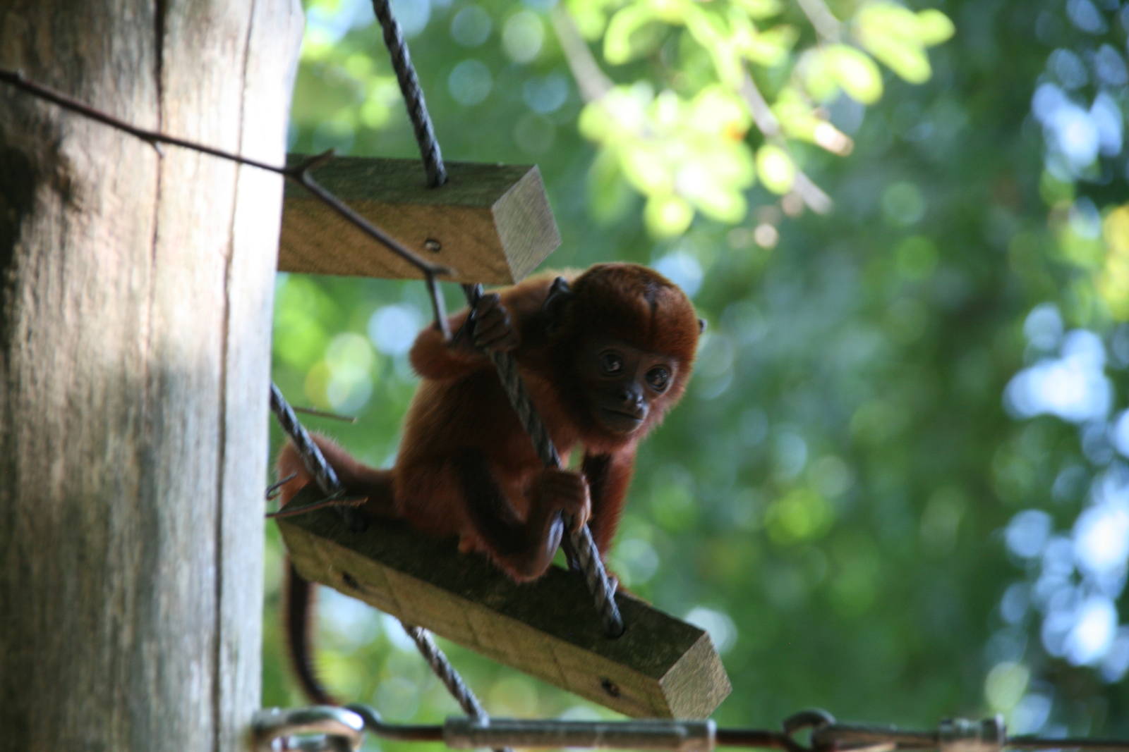 young Venezuelan red howler