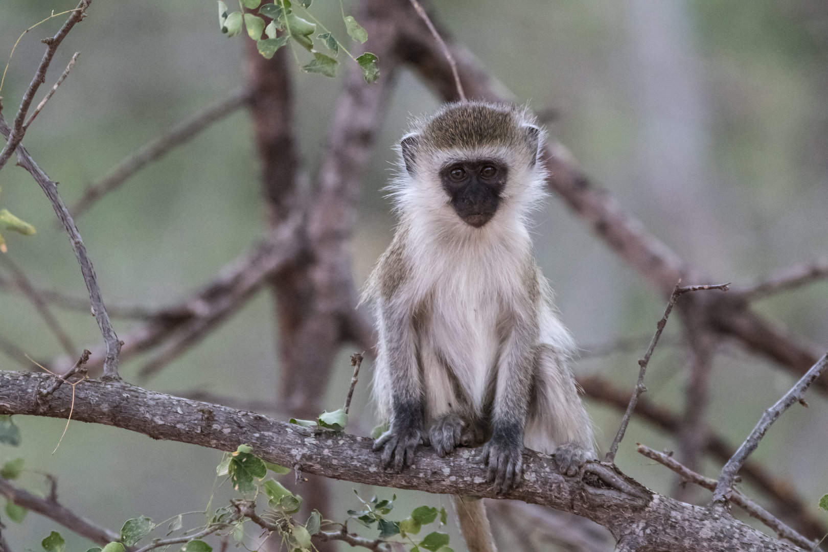 Young Vervet Monkey