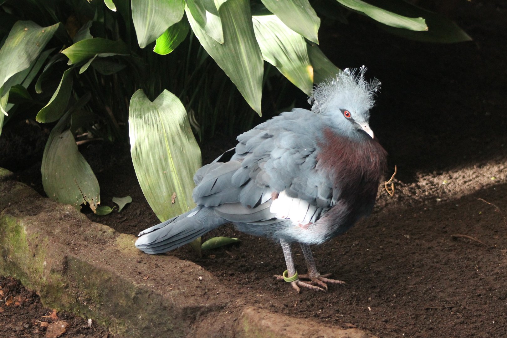 Young Victoria crowned pigeon