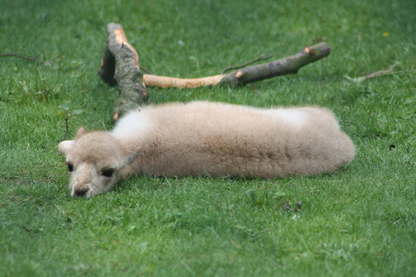 Young Vicuna, 7th July 2014