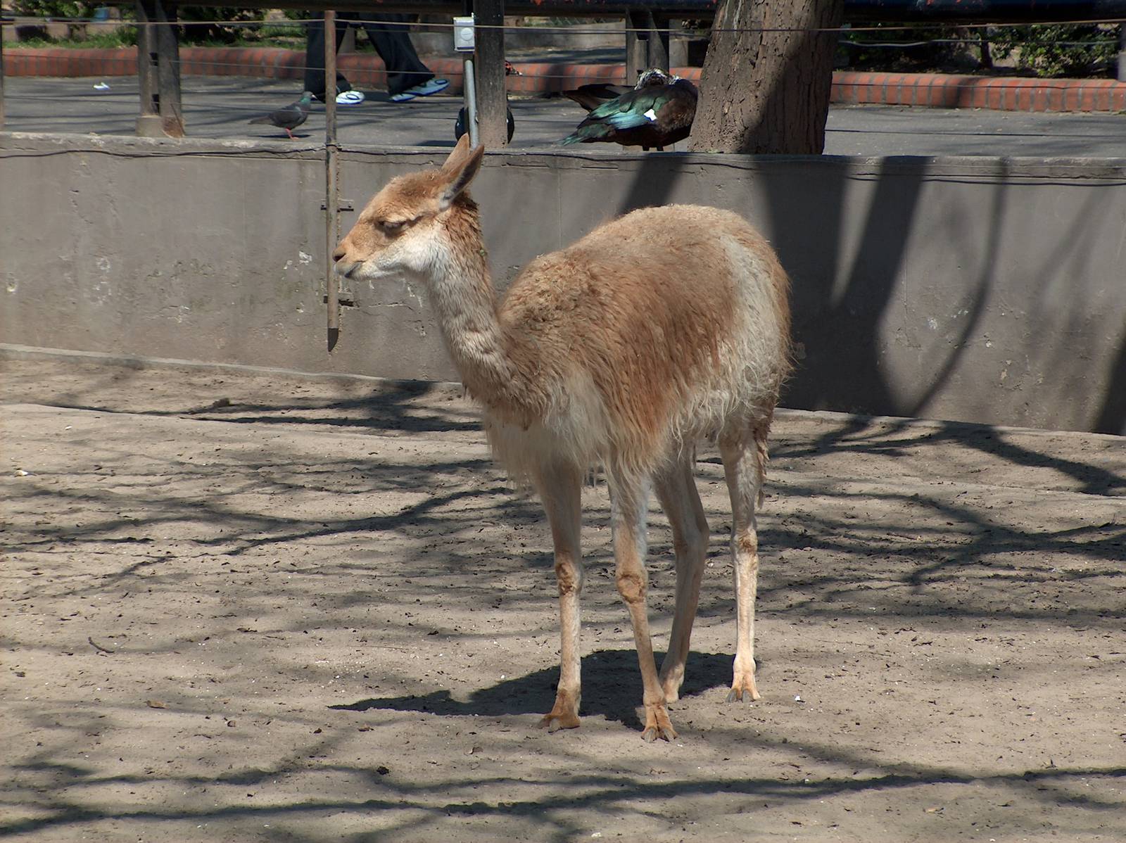 young vicuña Buenos Aires Zoo 2007