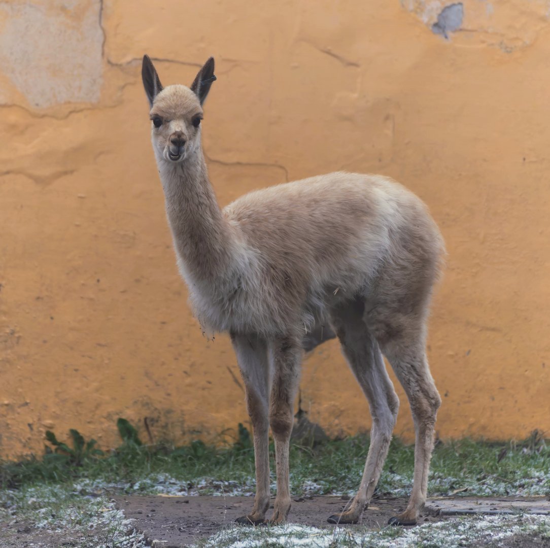 Young Vicuna, Twycross, UK