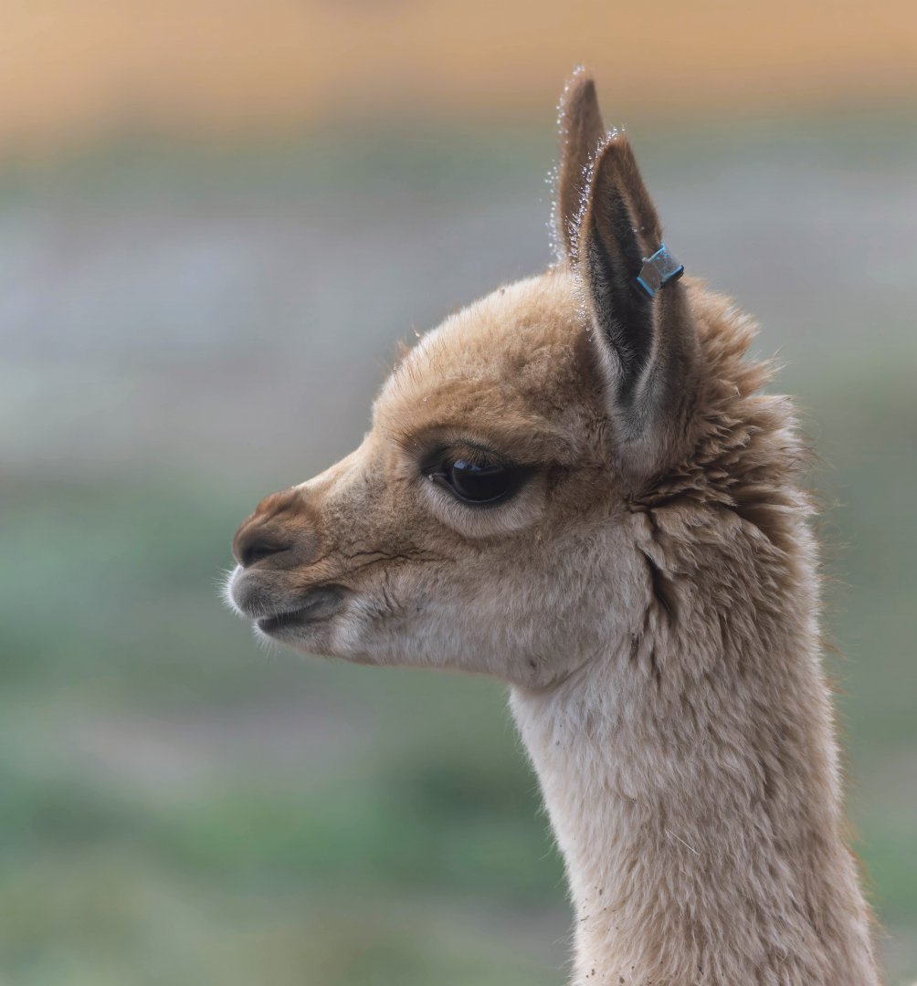 Young Vicuna, Twycross, UK