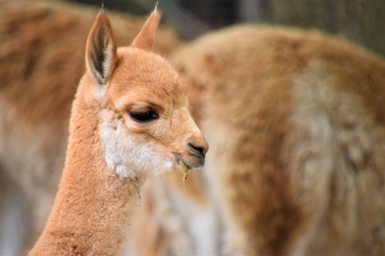 Young vicuna