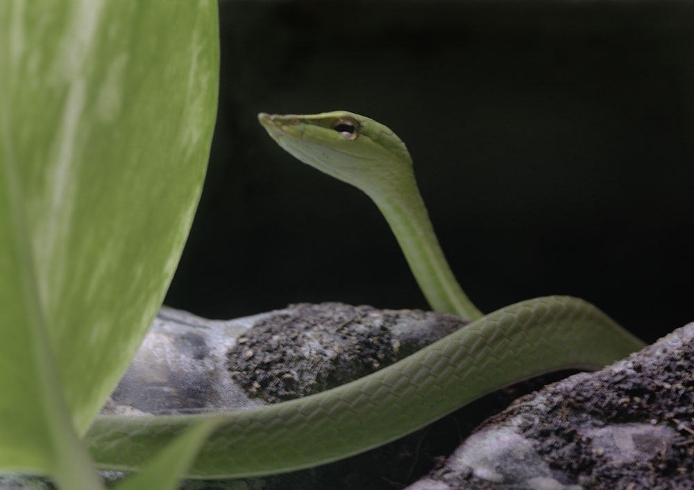 Young vine snake